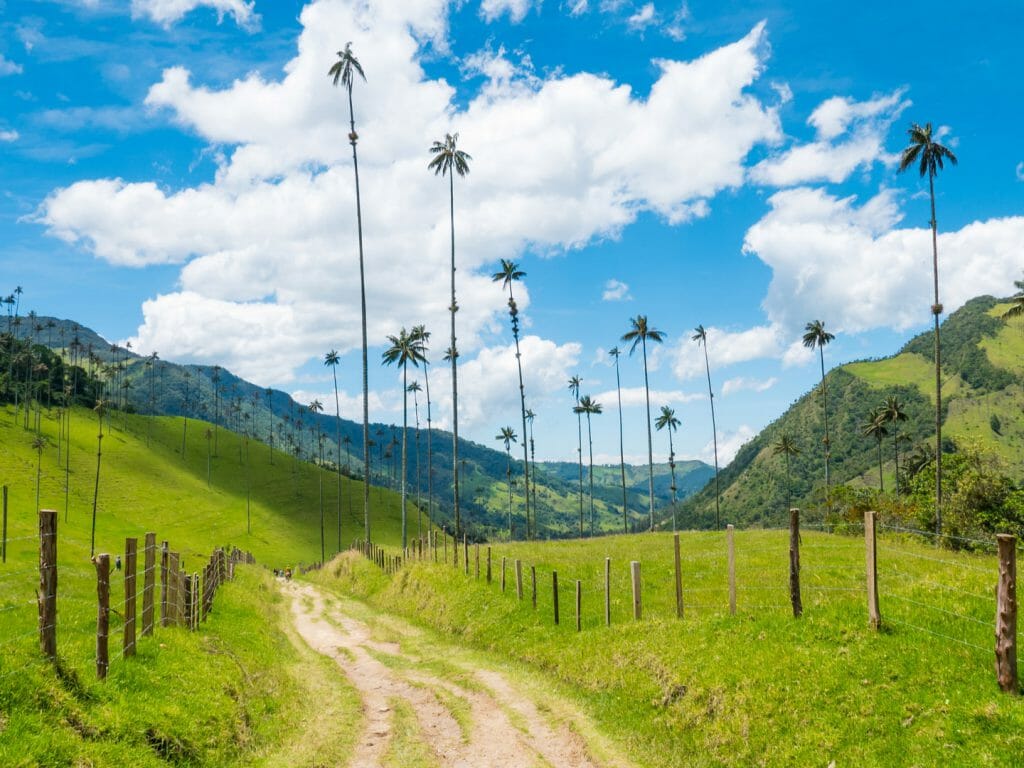 Cocora Valley. Palm Trees, Salento, Colombia