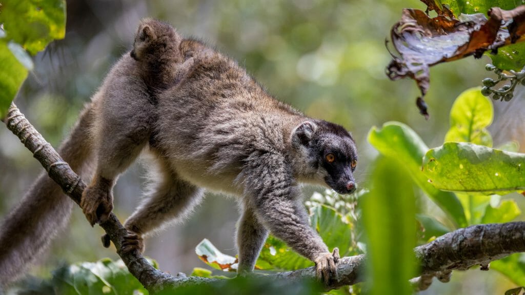 Common brown lemur with baby on back, Andasibe Mantadia, Madagascar