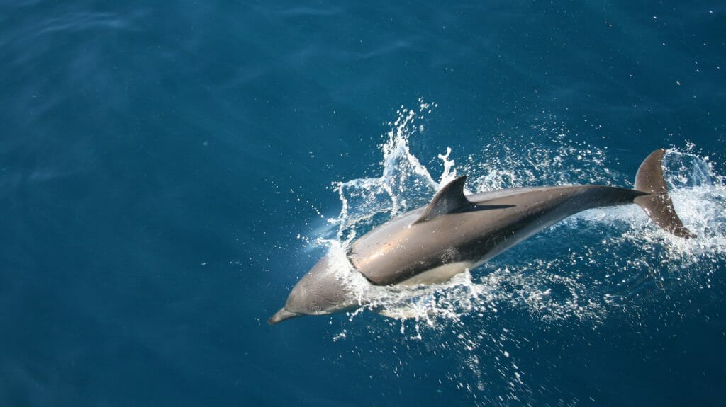 Common Dolphin, New Zealand