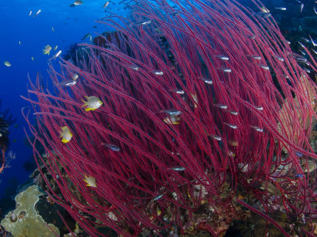 Coral, Cenderawasih Bay, Raja Ampat, Indonesia