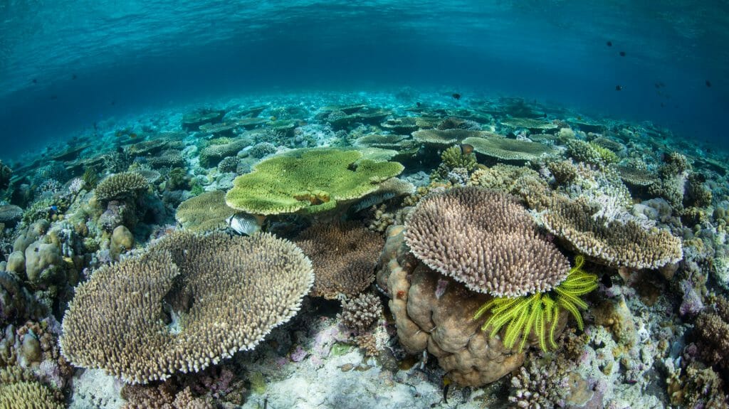 Corals thrive in the shallow waters of Wakatobi National Park, Indonesia