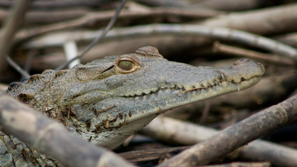 Crocodile encounter in Belize