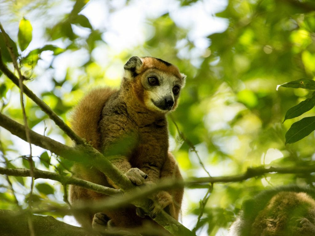 Crowned lemur, Amber Mountains, Madagascar