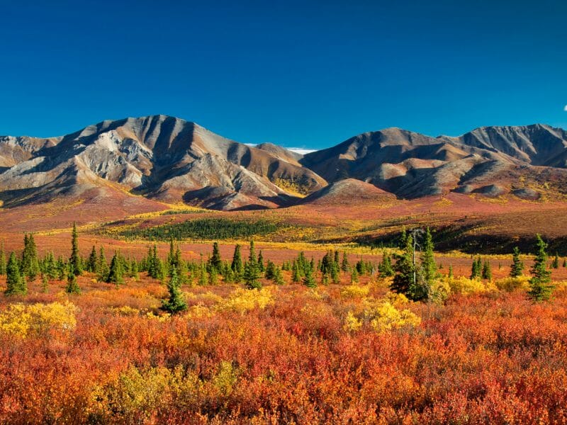 Denali National Park, Alaska