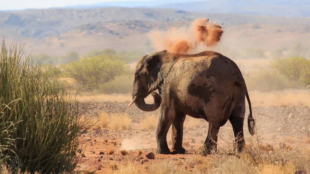 Desert adapted elephant, Damaraland, Namibia
