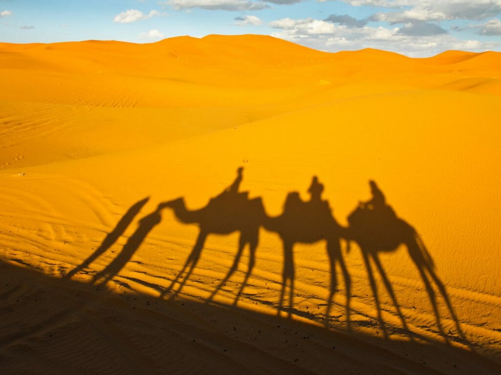 Desert Camel Shadows, Morocco