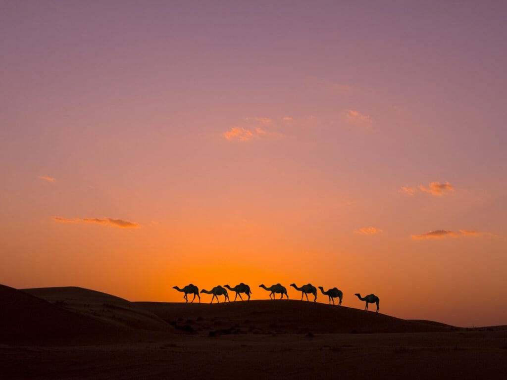 Desert Caravan, Wahiba Sands, Oman