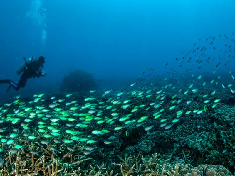 Underwater shot of diver above coral and shoal of neon green fish.