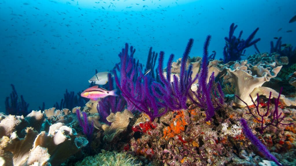 Diving, Oman