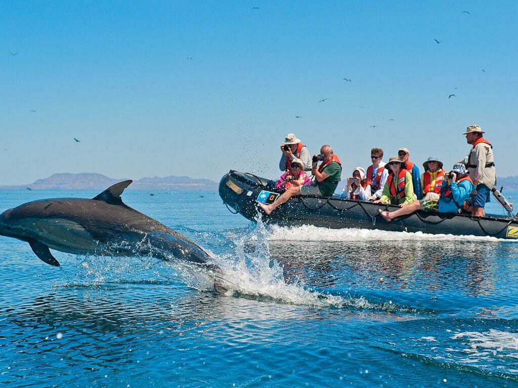 Dolphin, Zodiac, Baja California