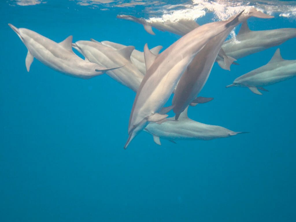 Underwater shot of pod of dolphins swimming.