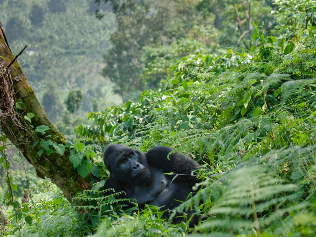 Dominant male mountain gorilla in the grass, Bwindi Impenetrable National Park, Uganda