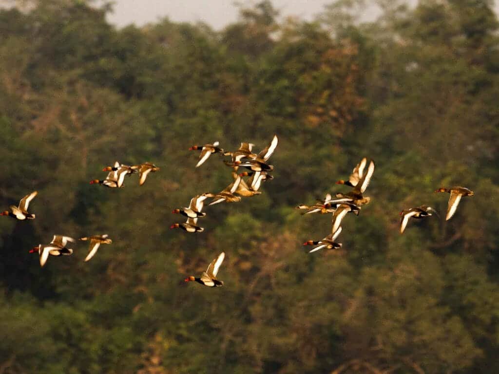 Dudhwa National Park, India