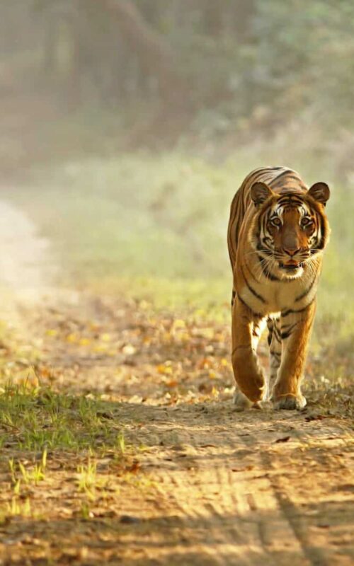 Tiger walking along road, Dudhwa National Park, India