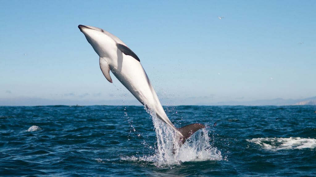 Dusky Dolphin Jumping, Kaikoura, New Zealand