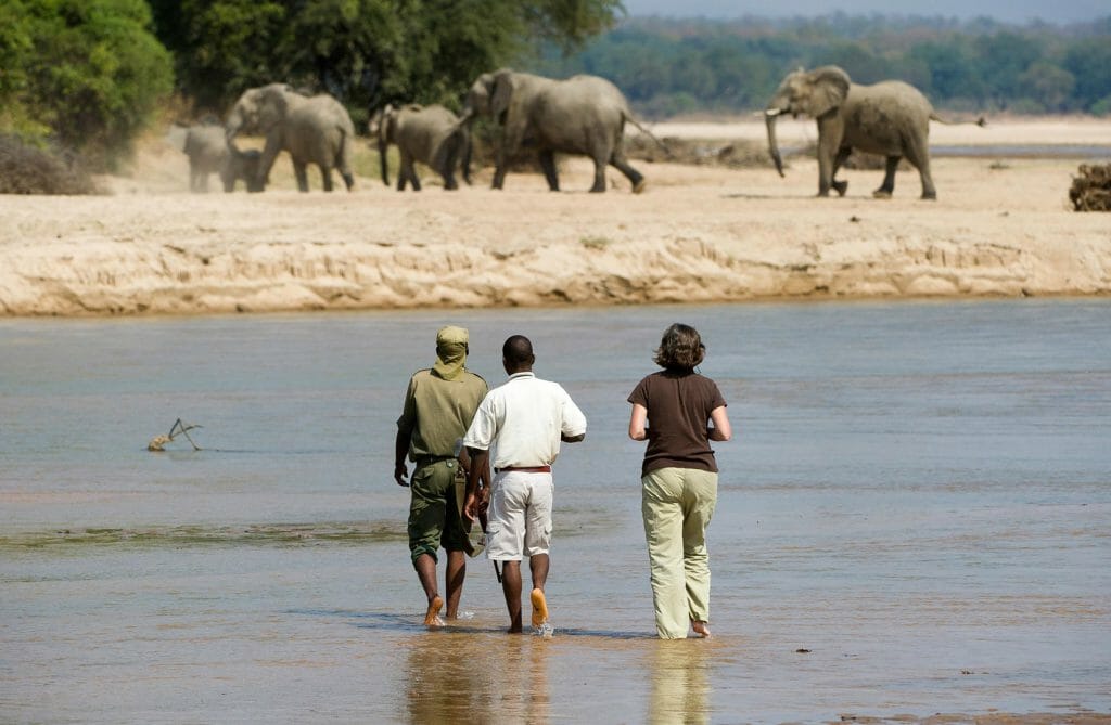 Elephant encounter, South Luangwa, Zambia