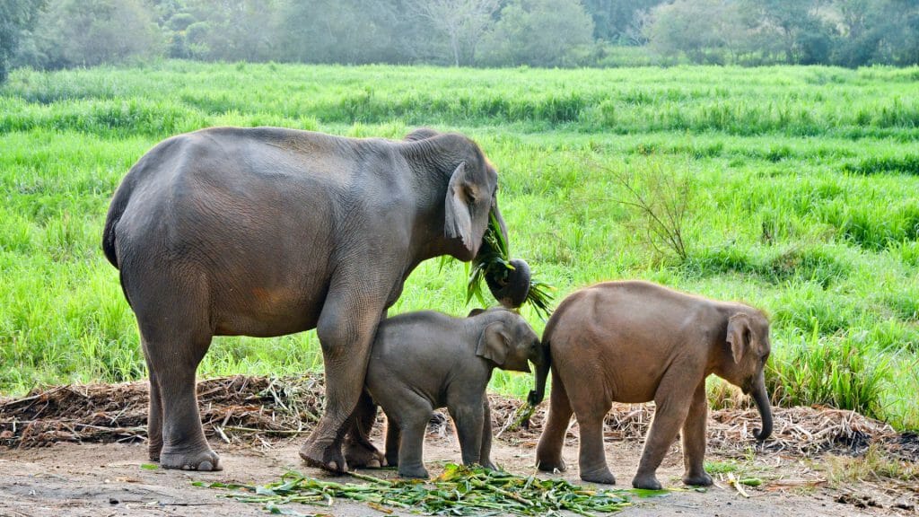 Elephant Family, Thailand