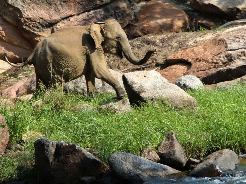 Elephant, Gal Oya National Park, Sri Lanka
