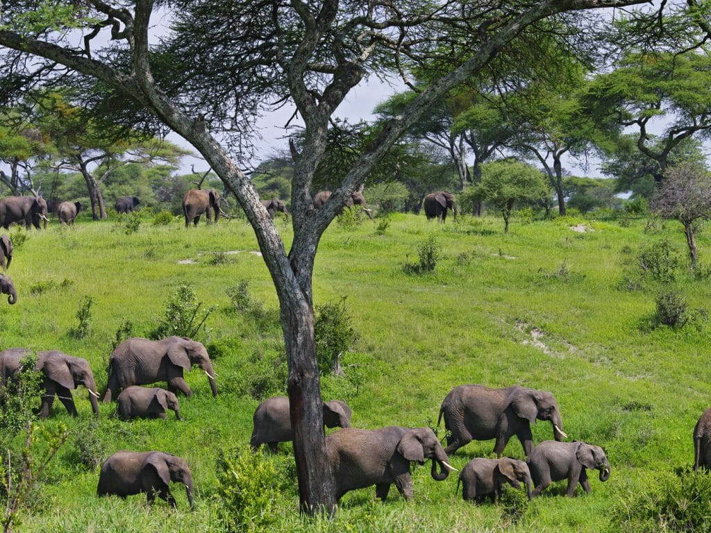 Elephant herd, Tarangire, Tanzania