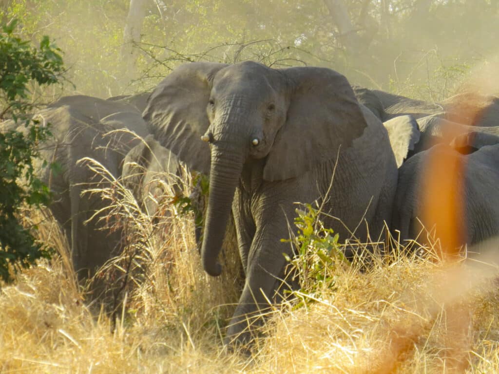 Elephant herd, Zakouma National Park, Chad