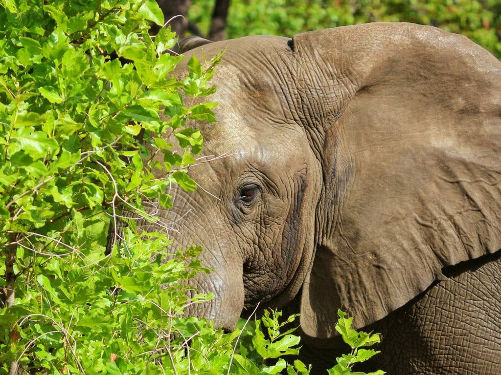 Elephant, Majete Wildlife Reserve, Malawi