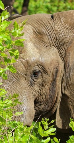 Elephant, Majete Wildlife Reserve, Malawi