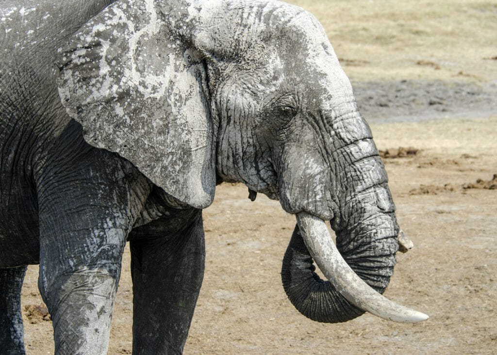 Elephant, Nehimba Lodge, Hwange, Zimbabwe