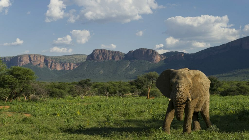 Elephant on grasslands, Marataba Game Lodge, The Waterberg
