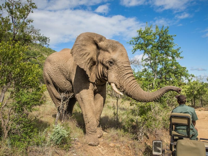 Elephant on safari, Kruger National Park, South Africa