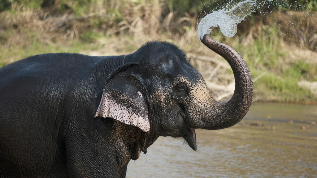 Elephant with trunk raised spraying water in river.