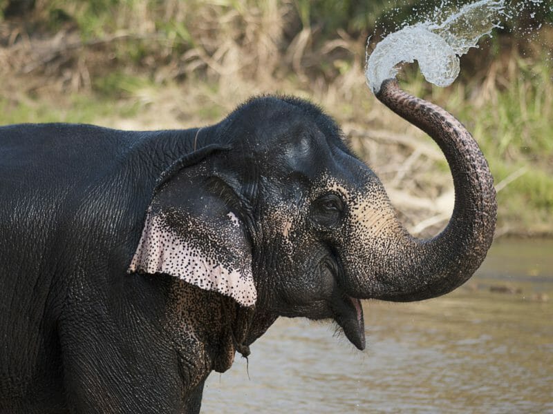 Elephant with trunk raised spraying water in river.