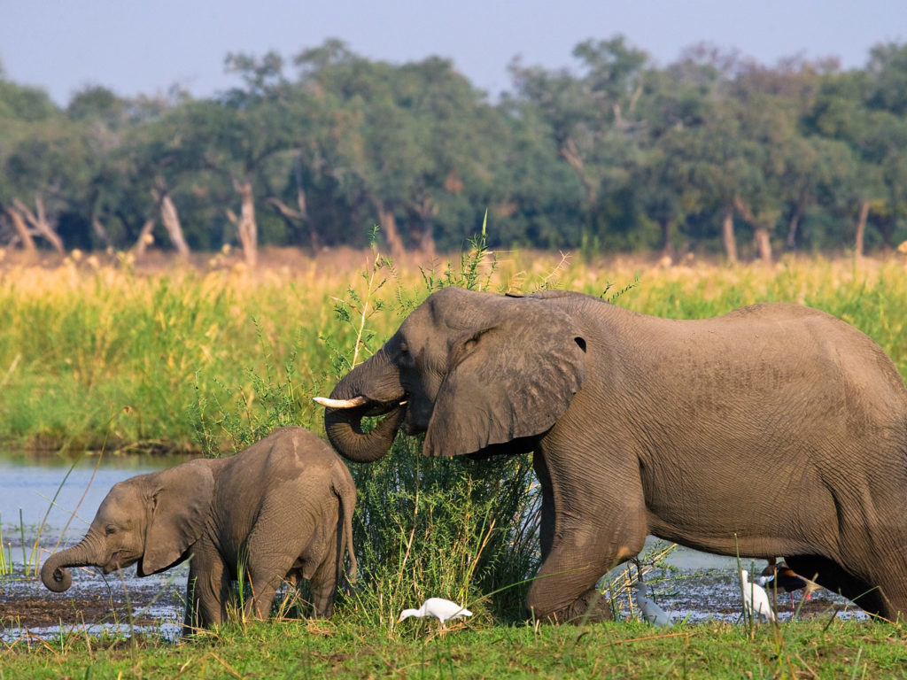 Elephant with baby by river, Lower Zambezi, Zambia