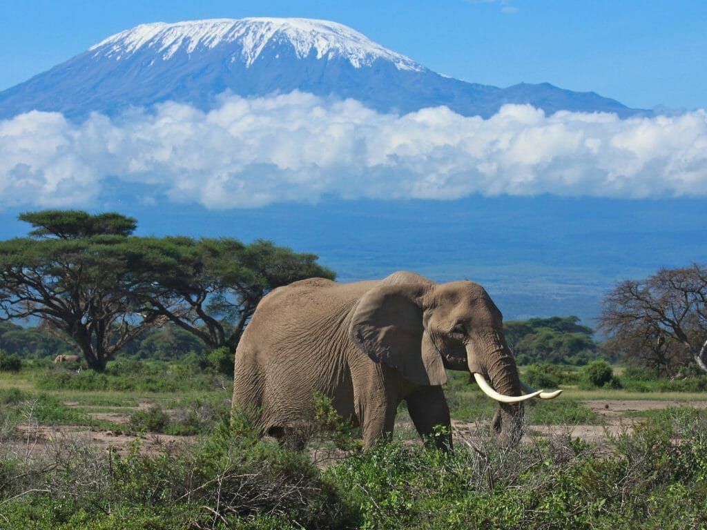 Elephant with Mount Kilimanjaro, Amboseli, Kenya