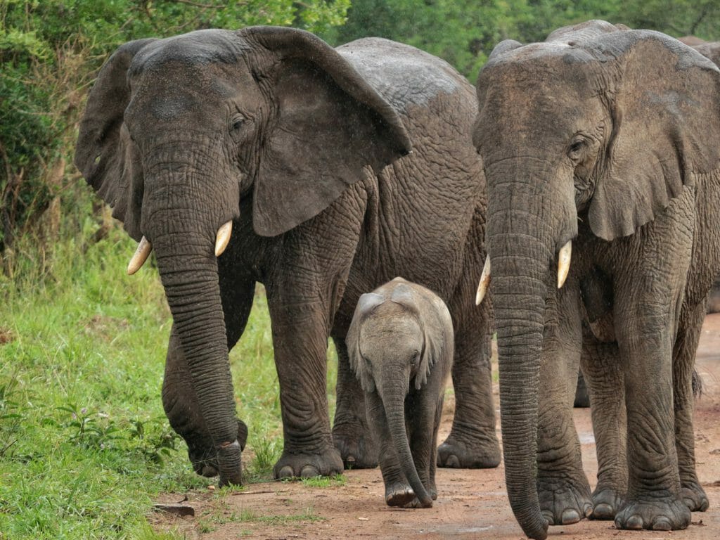 Elephants, Akagera, Rwanda