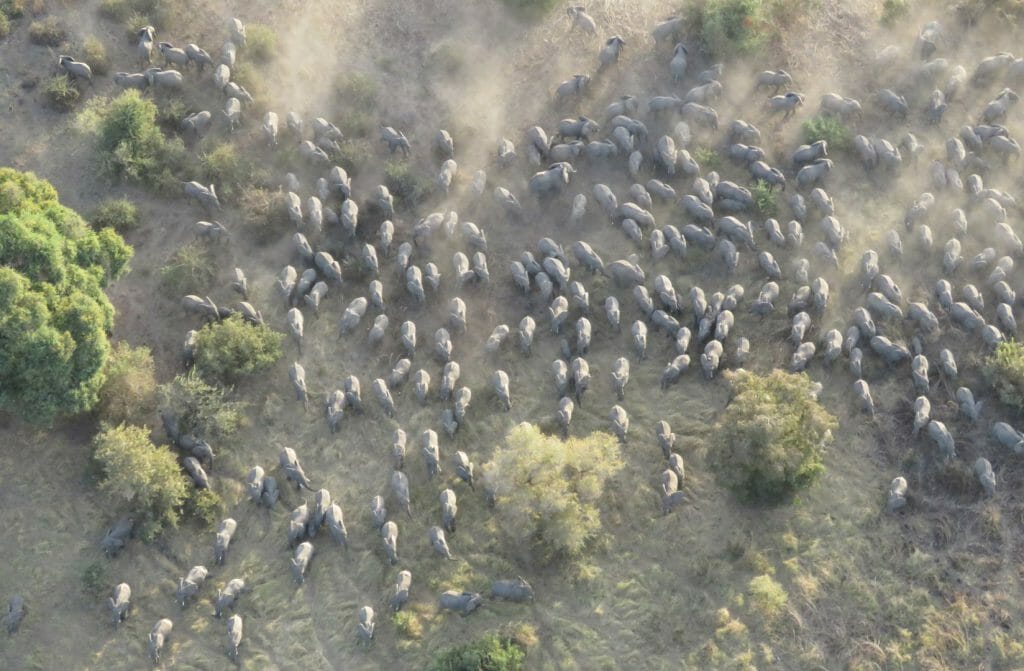 elephants from the air, Zakouma, Chad