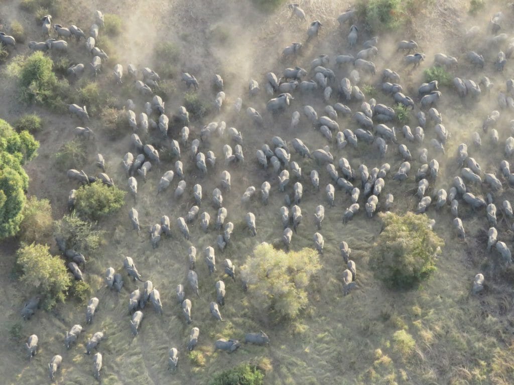 elephants from the air, Zakouma, Chad