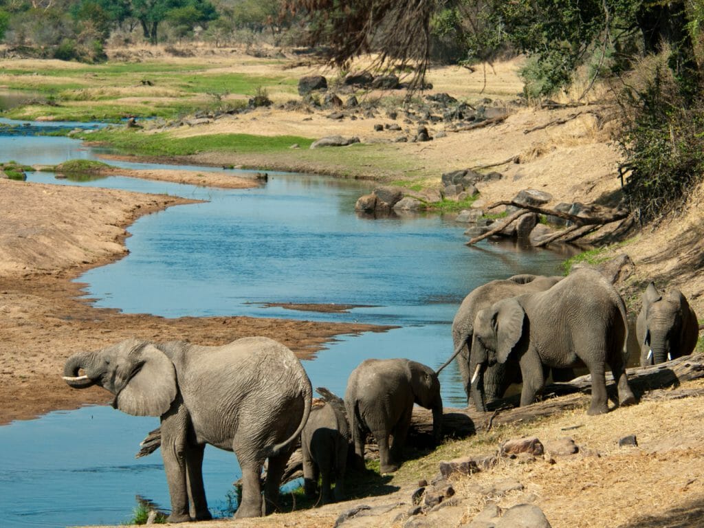 Elephants quenching their thirst in the Great Ruaha River, Tanzania