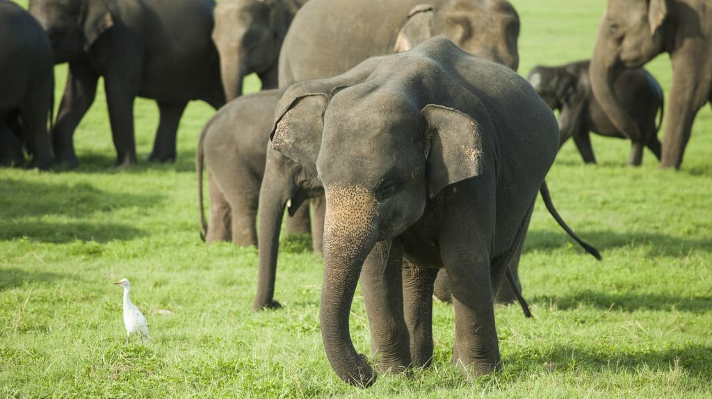 Elephants, Minneriya National Park, Sri Lanka