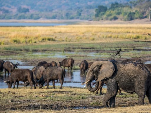 Elephants roaming around the Chobe river in the Chobe National Park in Botswana, Africa