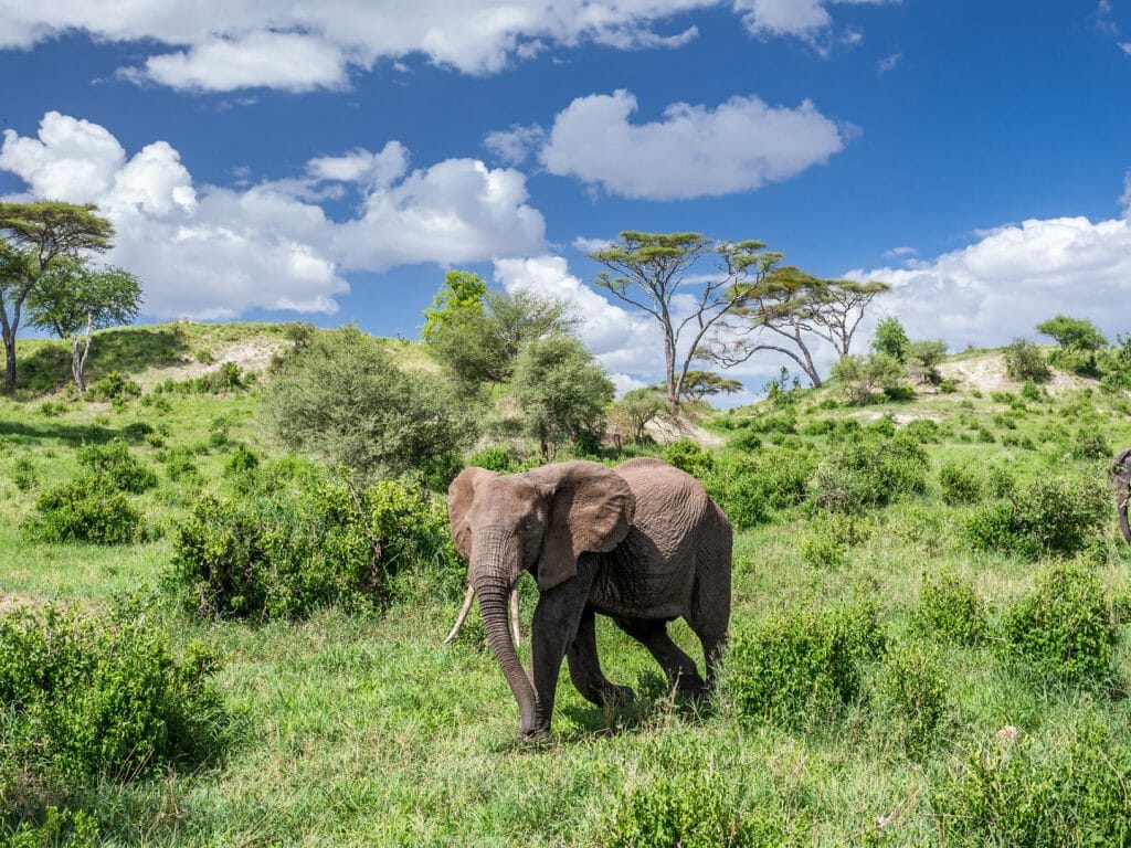 Elephants roaming hillside, Tarangire, Tanzania