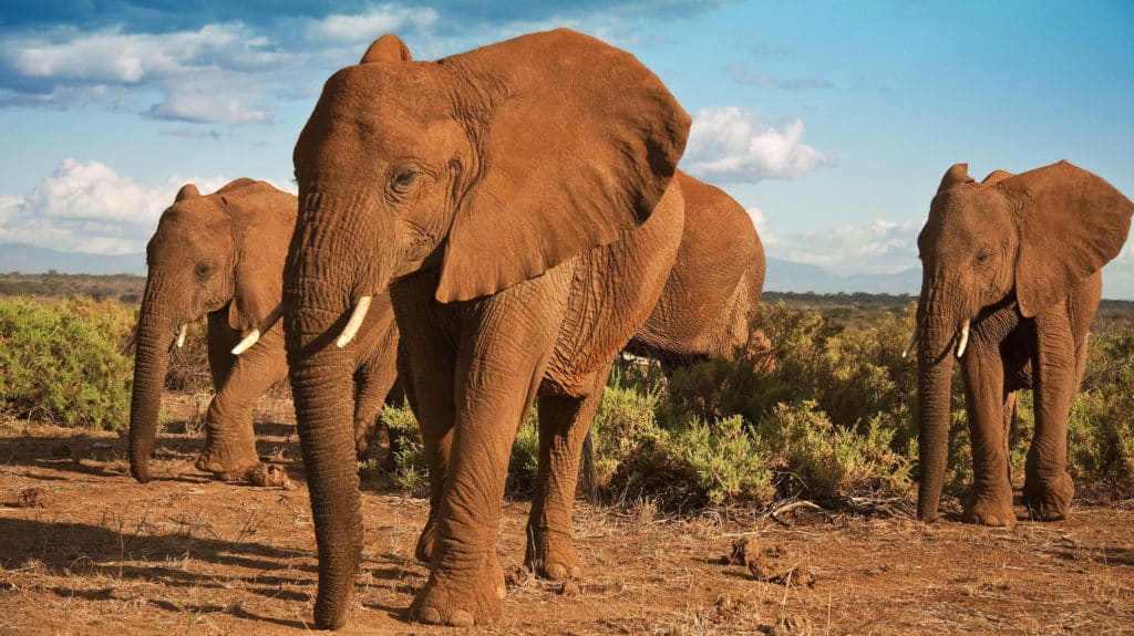 Elephants walking, Samburu, Kenya