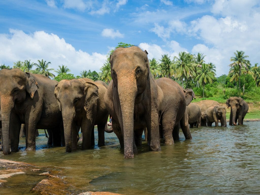 Elephants, Wilpattu National Park, Sri Lanka
