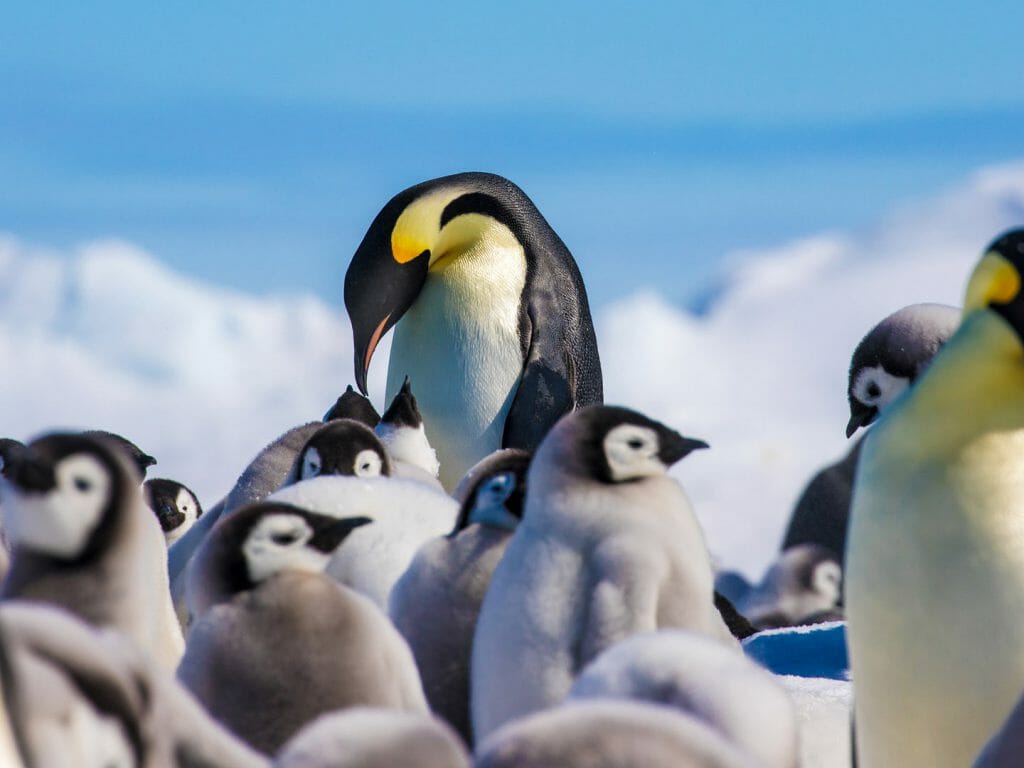 Emperor penguins and their chicks, Antarctica