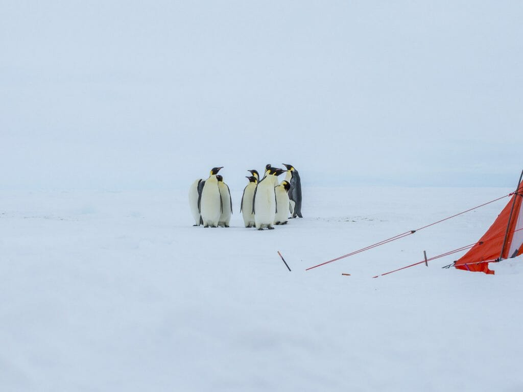 Emperor Penguins on the Frozen Sea, Antarctica