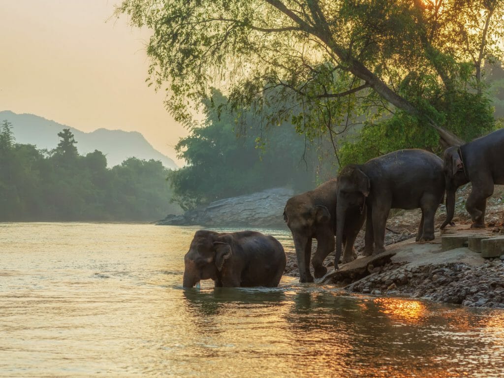 Family of Asian elephants walking into the river at sunset.
