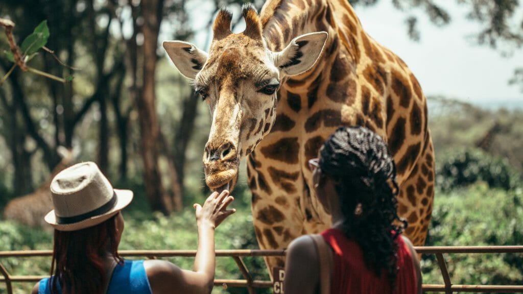 Feeding giraffe, Nairobi, Kenya