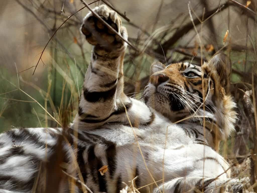 Female Tiger, Ranthambore, India