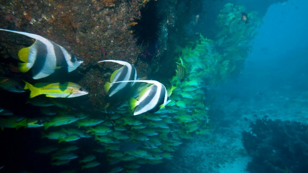 Fish by reef, Mozambique