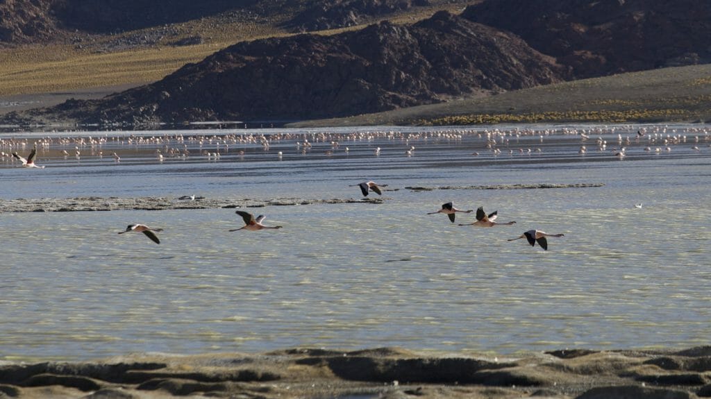 Flamingoes Laguna Grande, NW Argentina