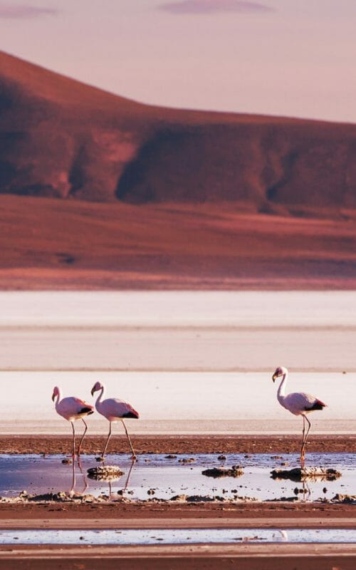 Flamingoes, Salar de Uyuni, Bolivia
